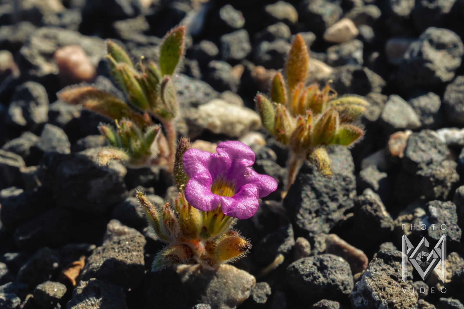 A bright pink trumpet-shaped flower among fuzzy leaves on black volcanic pebbles