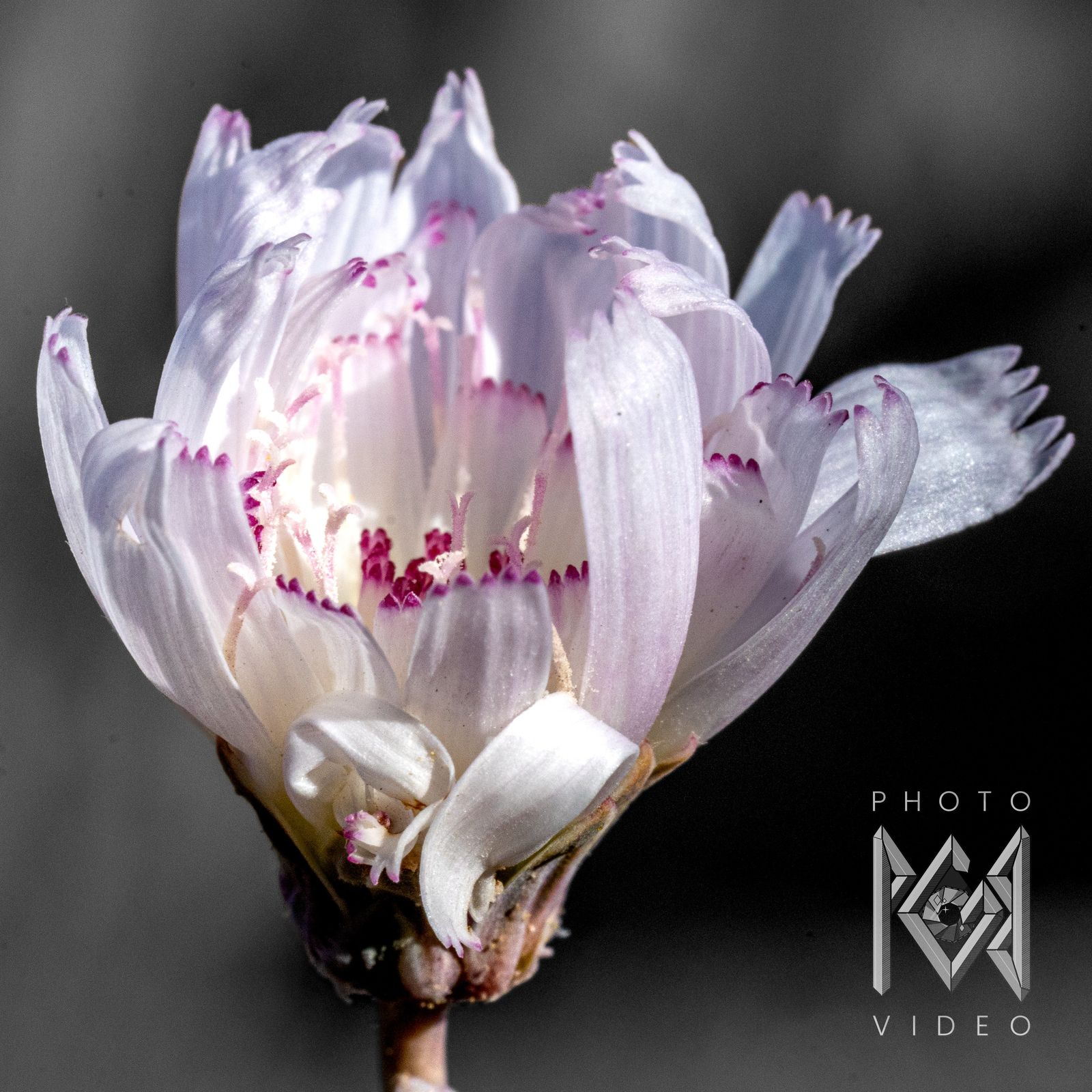 A close-up of a white and pale pink desert chicory flower with crimson-tipped florets