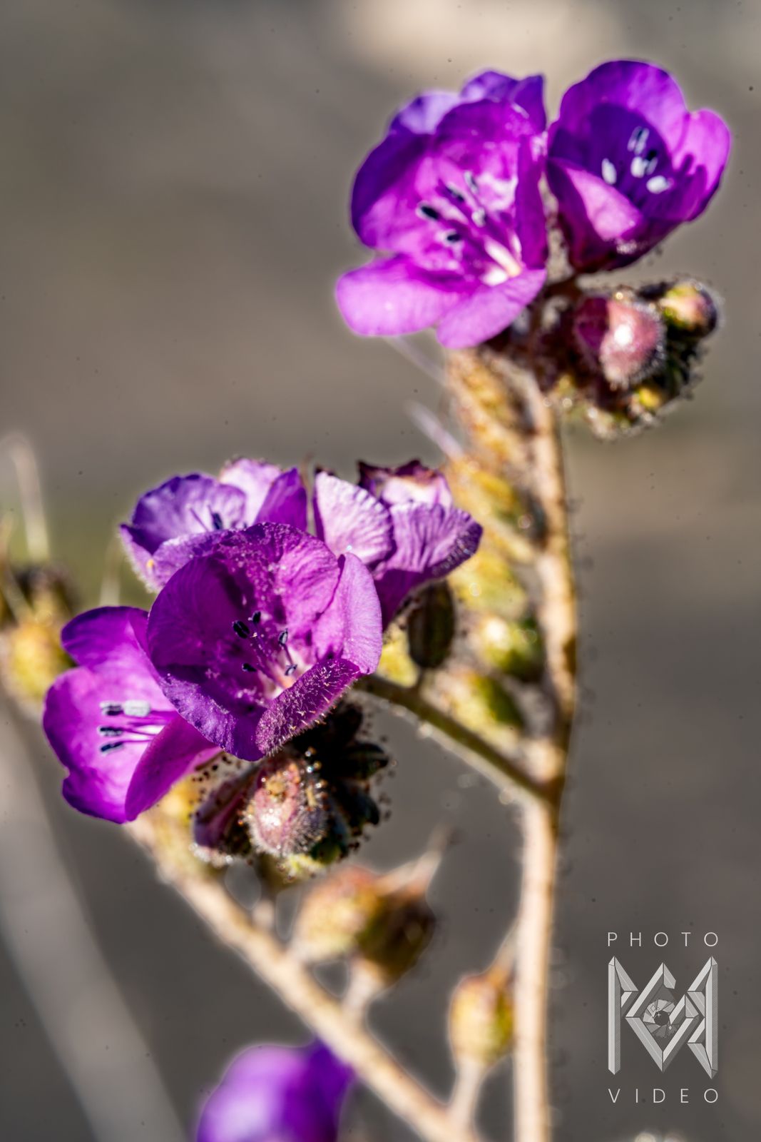 Purple phacelia blossoms with dark stamens on a hairy stem, against a soft grey background