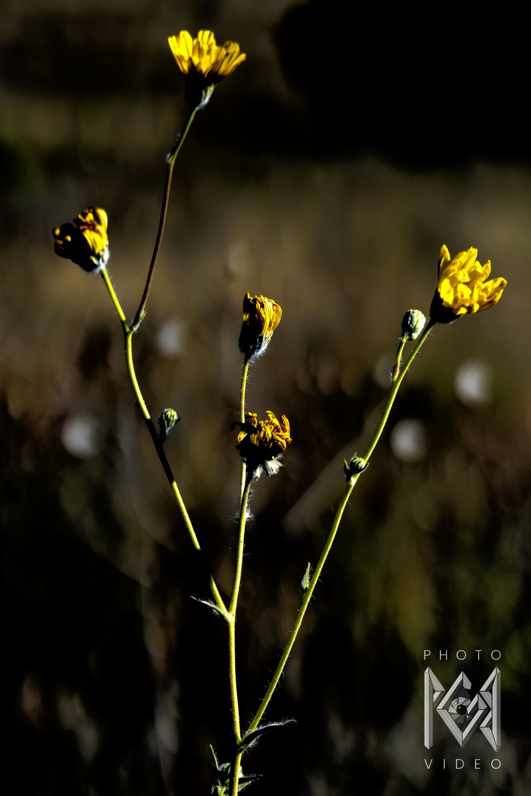 Tall stems of yellow desert flowers and buds lit against a dark background