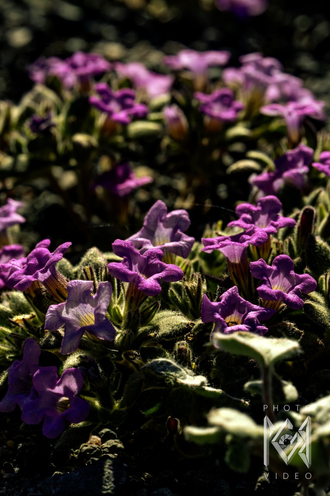 A carpet of small purple trumpet-shaped flowers among fuzzy green leaves, in deep shadow and sun