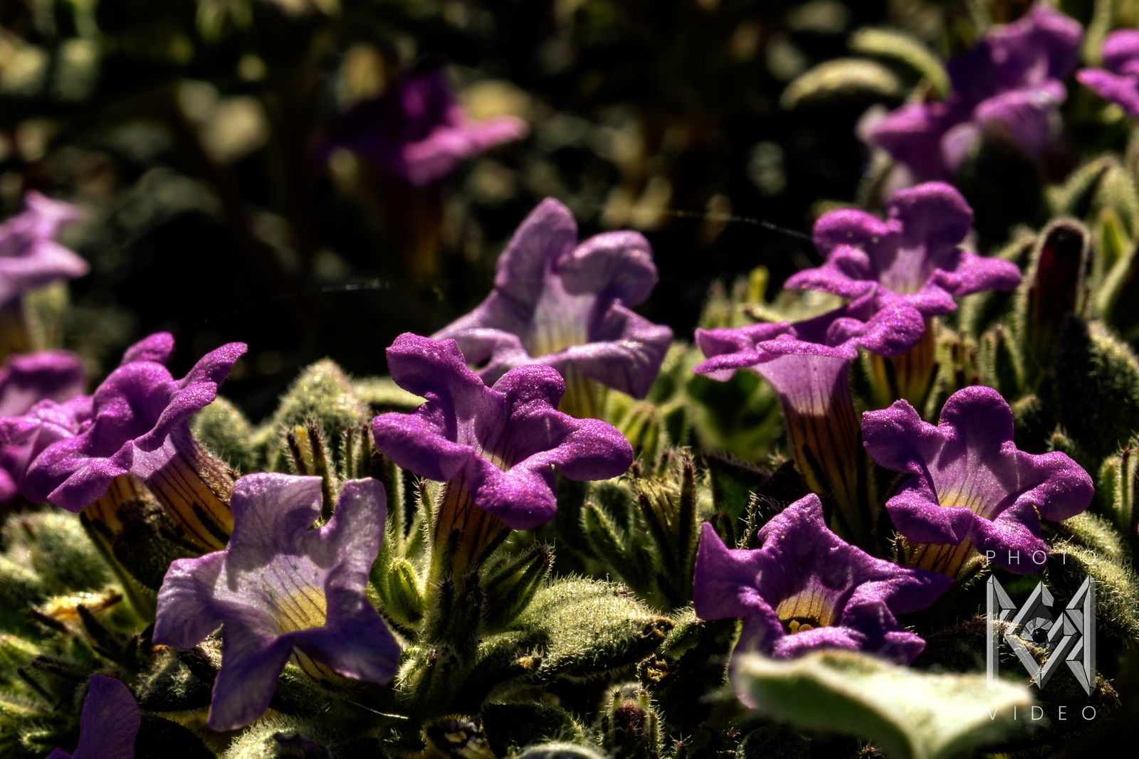 A close-up of purple trumpet-shaped desert flowers with golden-veined throats among fuzzy leaves
