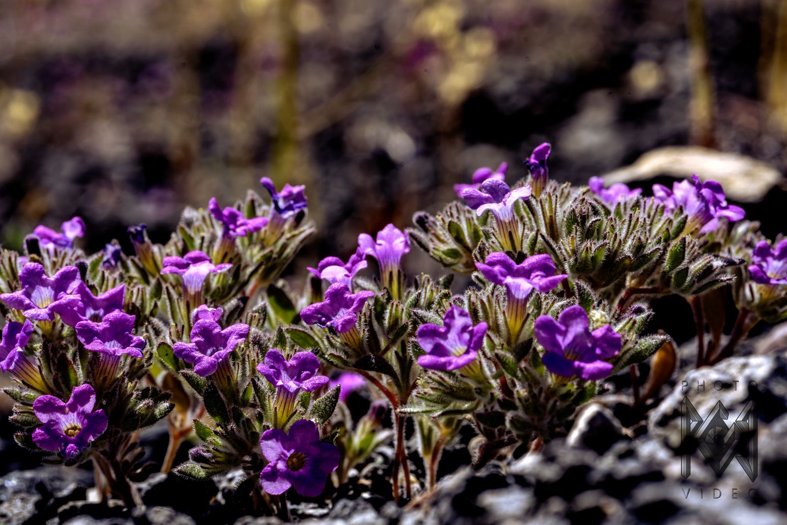A low mound of purple desert flowers on dark volcanic rock, more blooms blurred behind