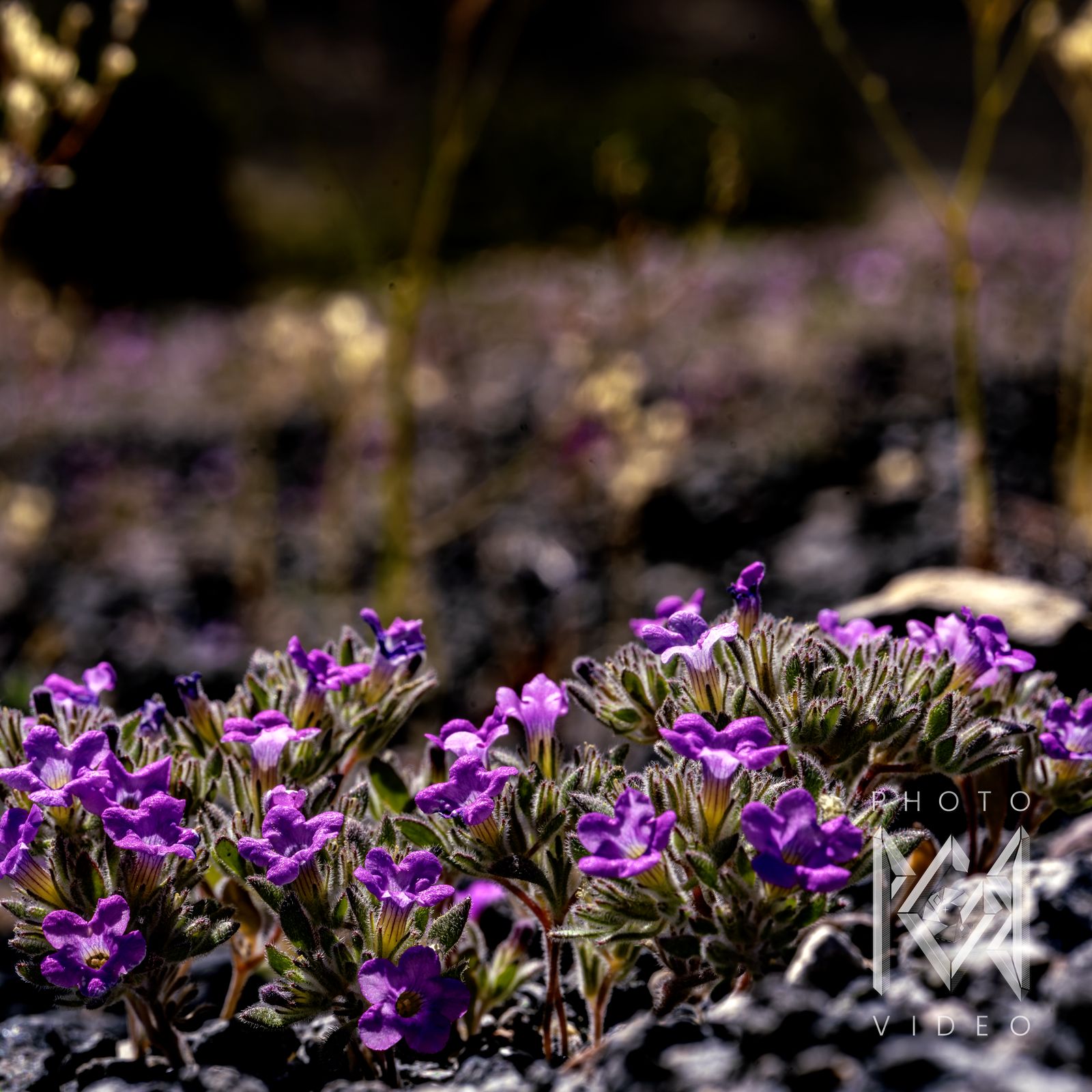 A mound of purple desert flowers on dark rock, with dry stems and more purple carpets beyond