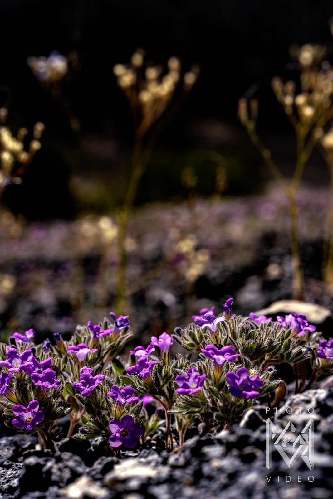 A mound of purple desert flowers on dark rock below tall dry stems, in a tall crop
