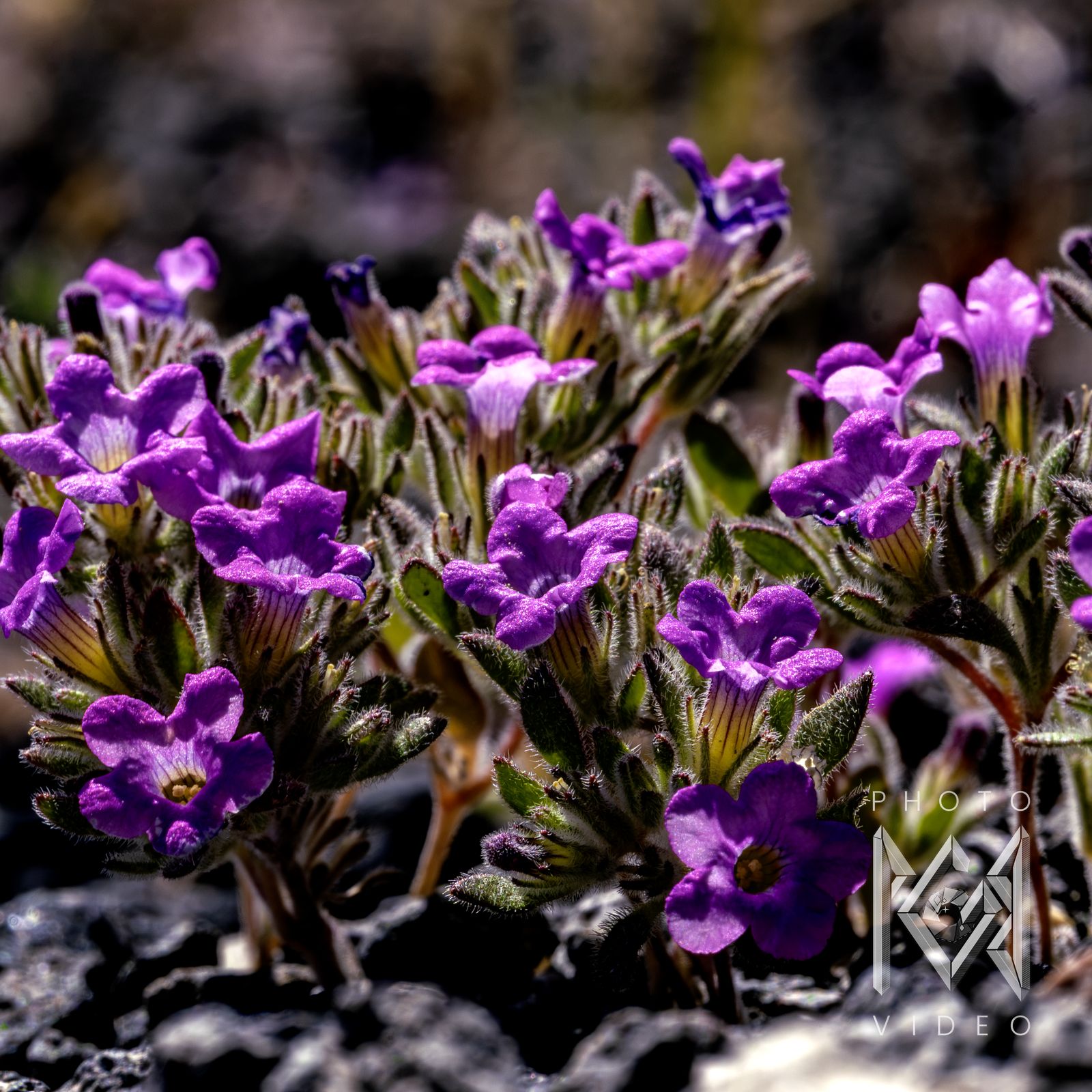 A close-up of a cluster of purple trumpet-shaped flowers and fuzzy leaves on volcanic rock