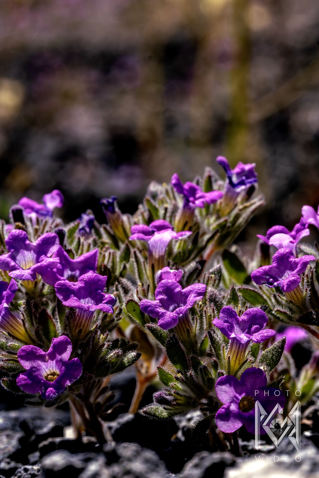 A close-up of purple trumpet-shaped flowers growing from dark rock, in a tall crop
