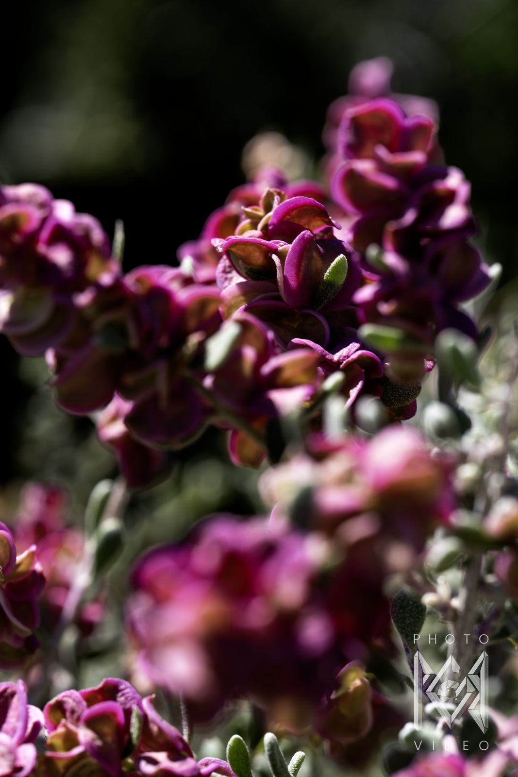 Magenta and green papery blooms of a desert shrub in soft light against a dark background