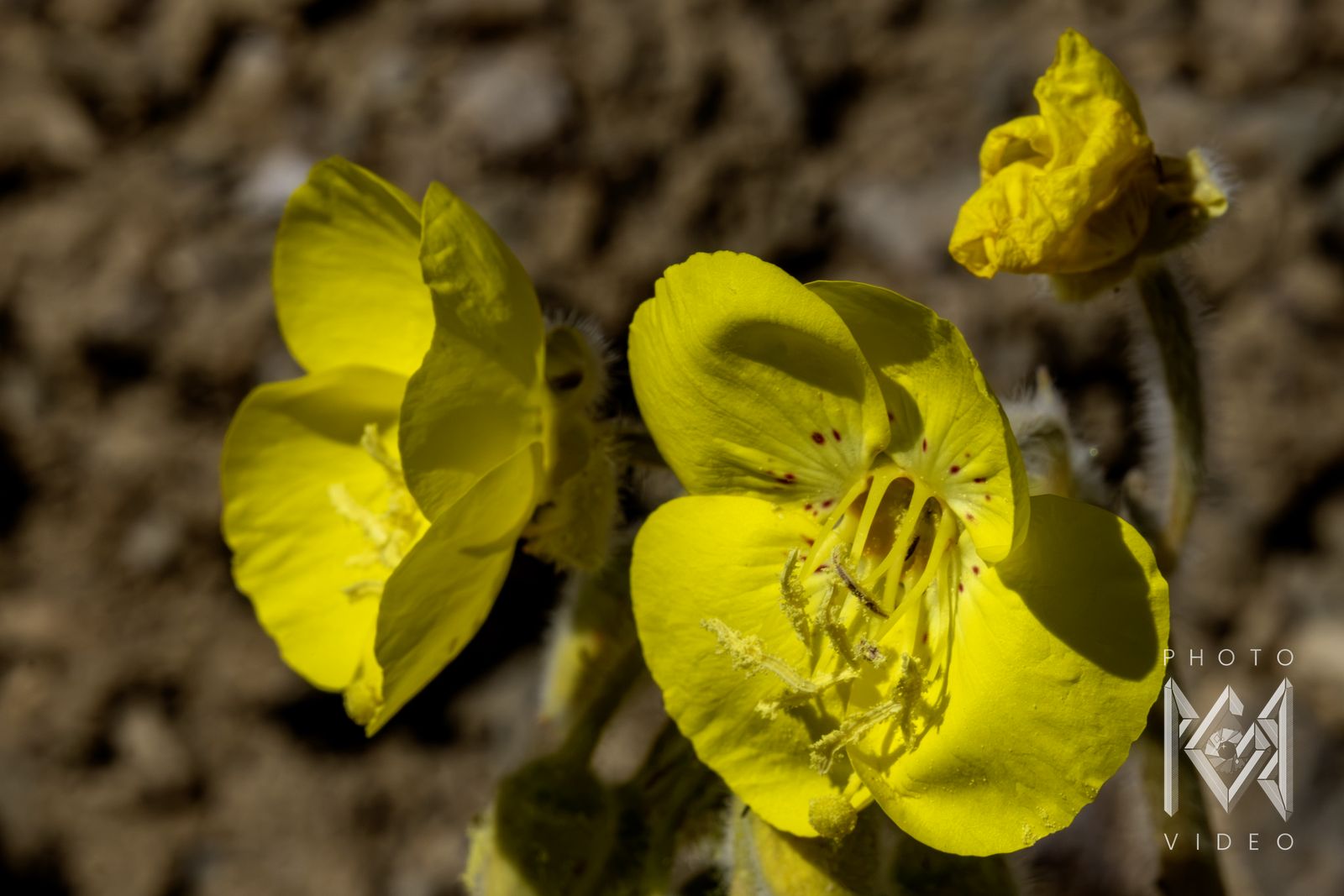 Two bright yellow desert evening primrose flowers with red-flecked centres above sandy ground