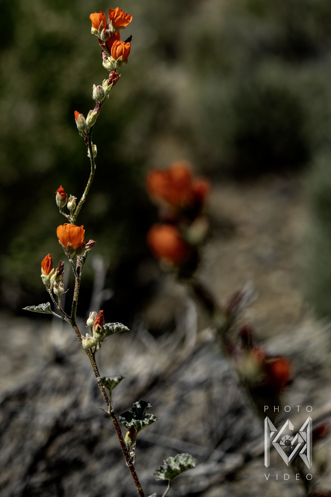 A slender stem of orange globemallow flowers and buds, with more blooms blurred behind