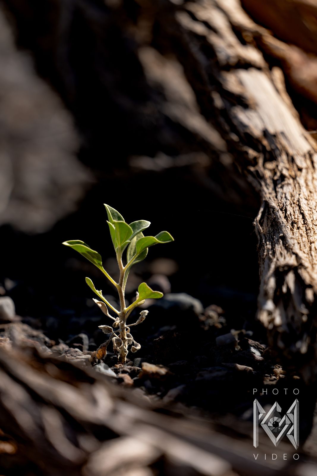 A small green seedling catching the light at the foot of a weathered log