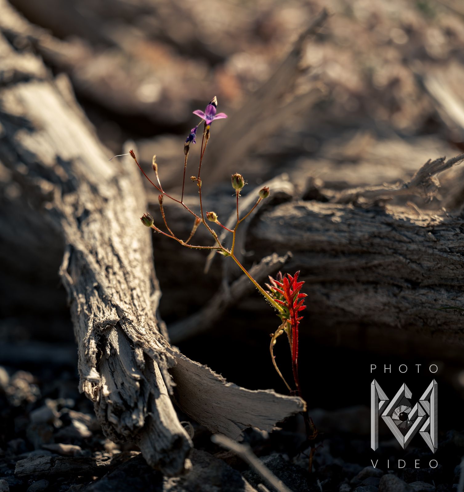 A tiny purple flower and a red paintbrush stem rising between pieces of grey driftwood