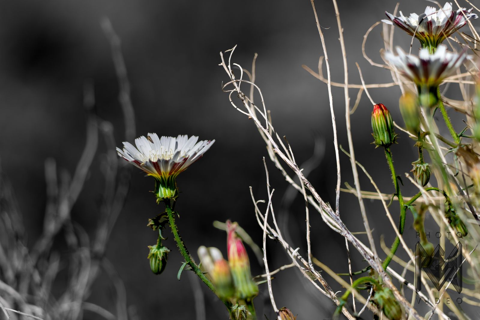 A white desert chicory flower and red-tipped buds among pale dry twigs, against a grey background
