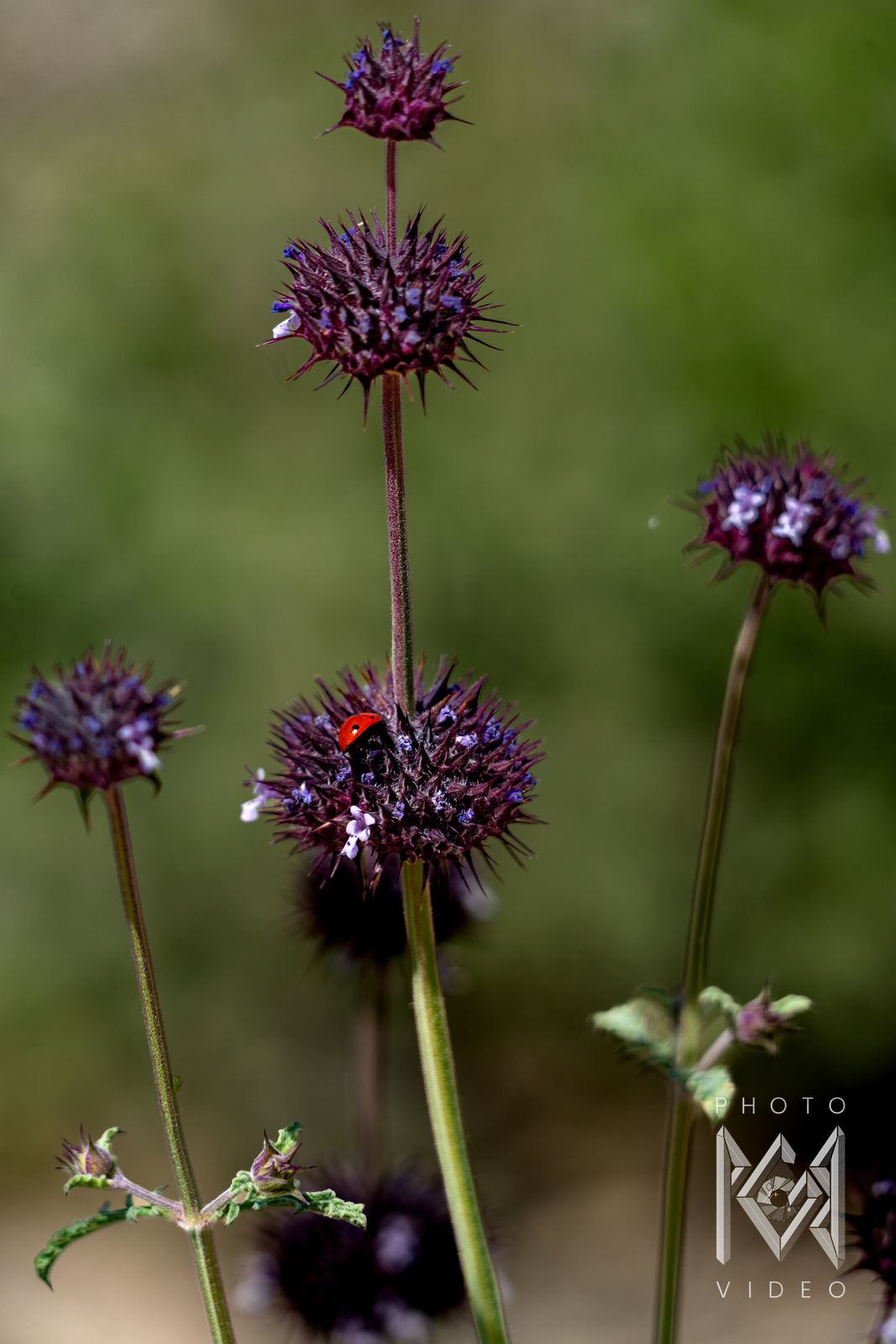 Spiky purple chia flower heads on tall stems, with a red ladybird on the middle one