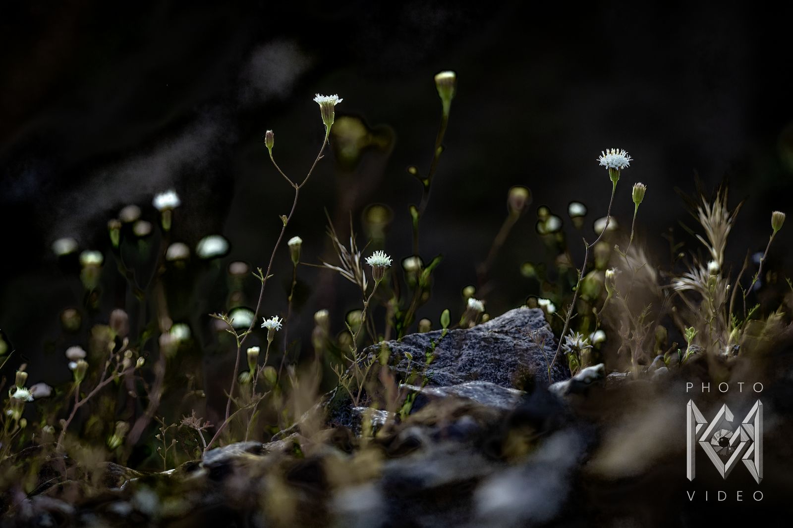 Tiny white wildflowers on thin stems rising around a grey rock in low light