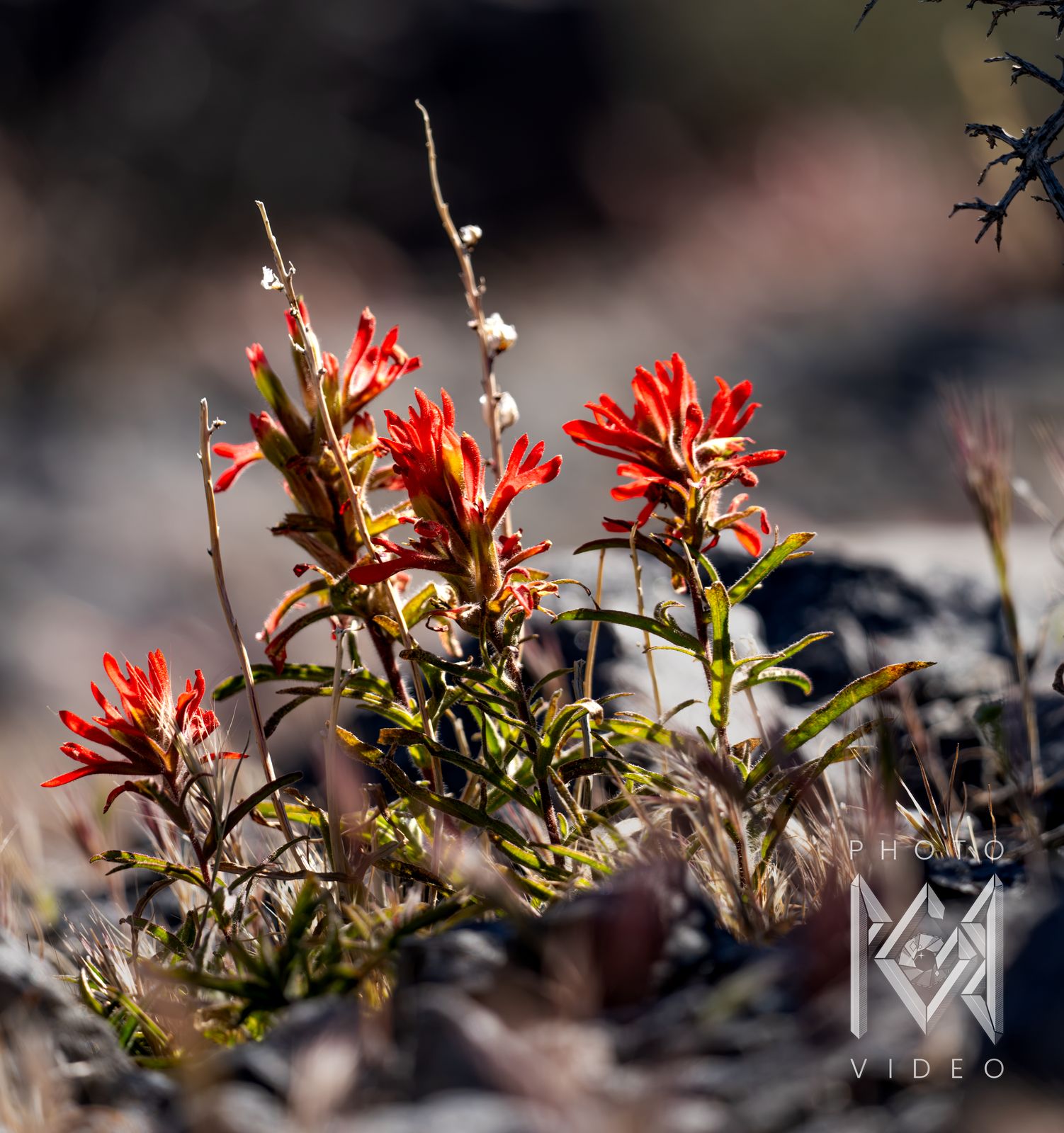 Bright red Indian paintbrush flowers rising from rocky ground in strong sun