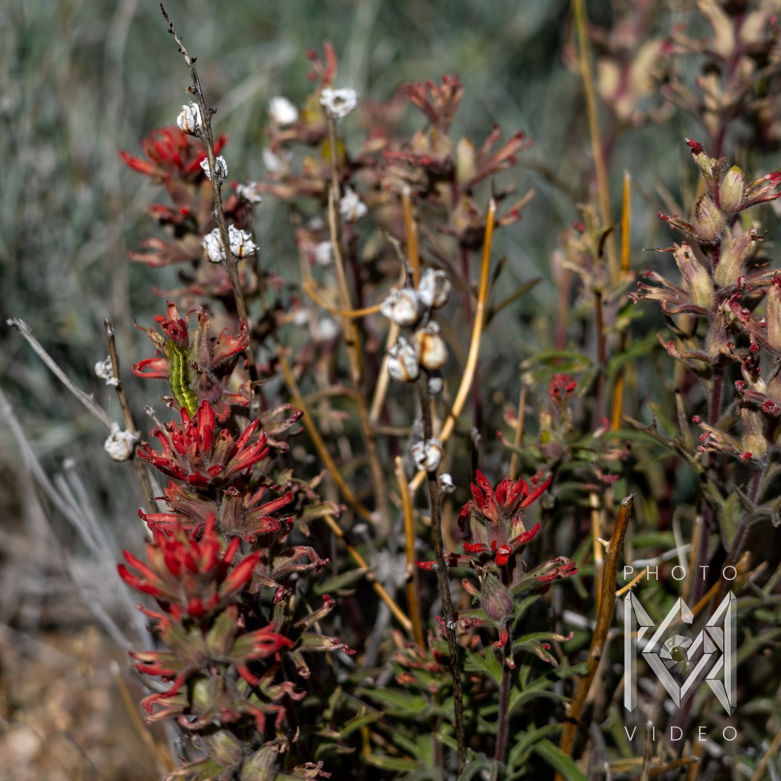 Red Indian paintbrush among dry stems and white seed pods, with a green caterpillar on one bloom