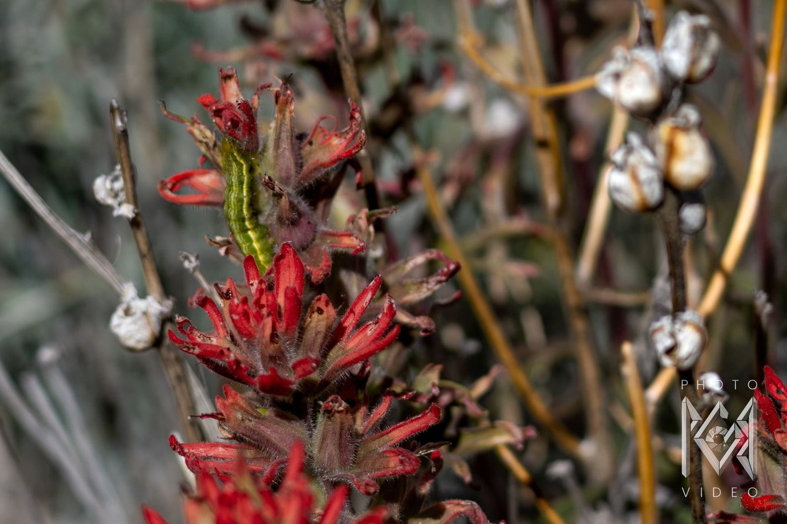 A close-up of a green caterpillar on red Indian paintbrush, with white seed pods on dry stems behind