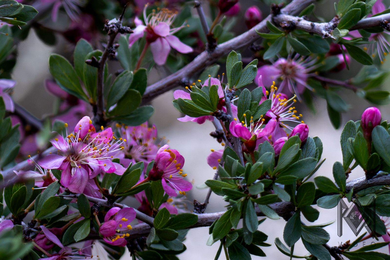 Branches of desert almond covered in pink blossoms with yellow-tipped stamens among green leaves