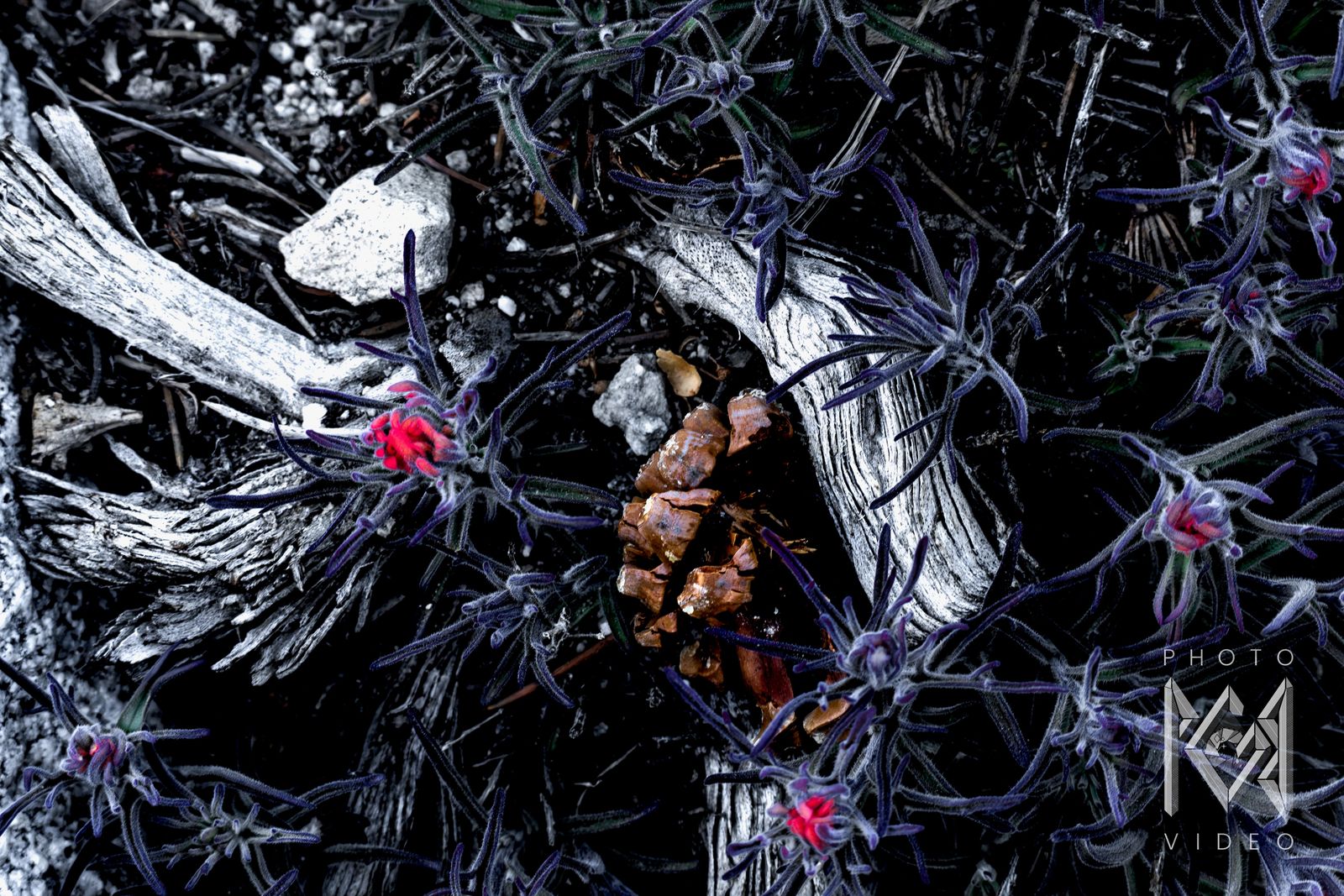 Red-tipped paintbrush plants with silvery purple leaves around a pine cone and weathered grey wood, seen from above