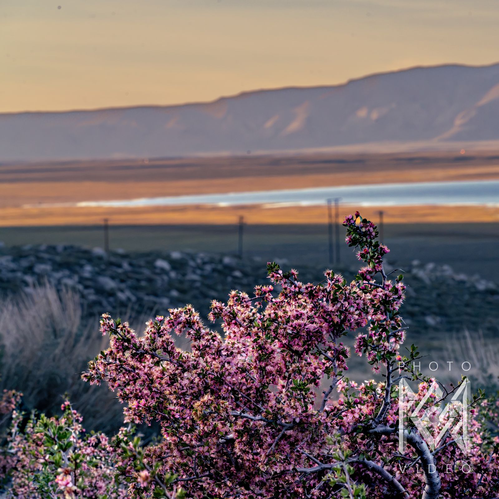 A flowering pink desert almond shrub in the foreground, with a dry lake and mountains under a golden sky beyond