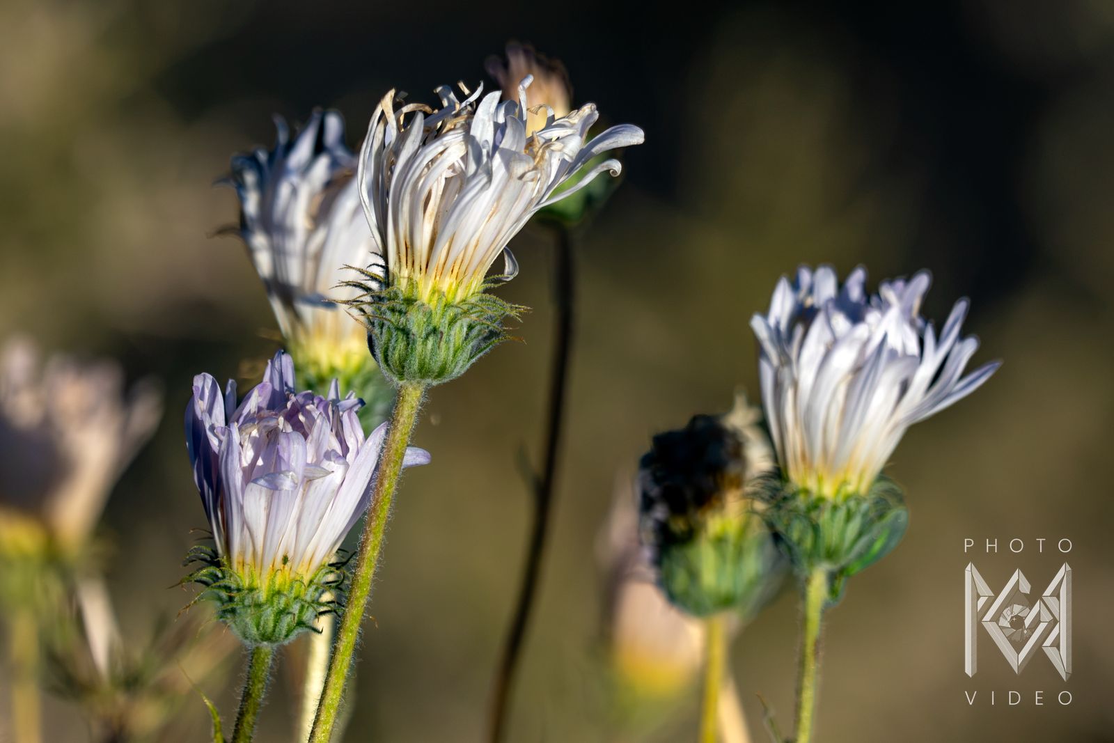 Pale lilac and white desert asters with curling petals on fuzzy green stems, lit by low sun