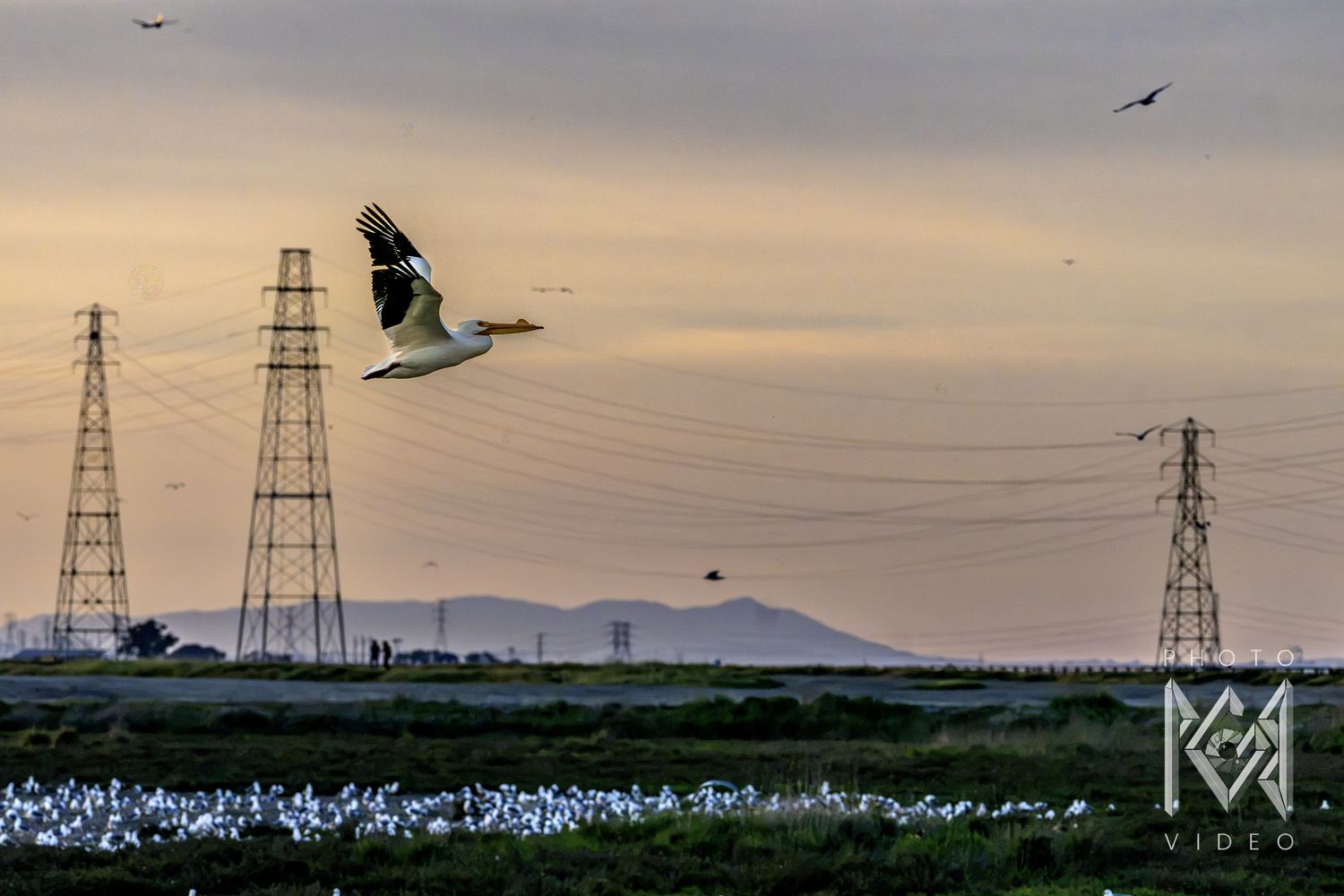 A white pelican in flight, black wingtips spread, crossing a sunset sky strung with power lines and pylons above a marsh crowded with gulls