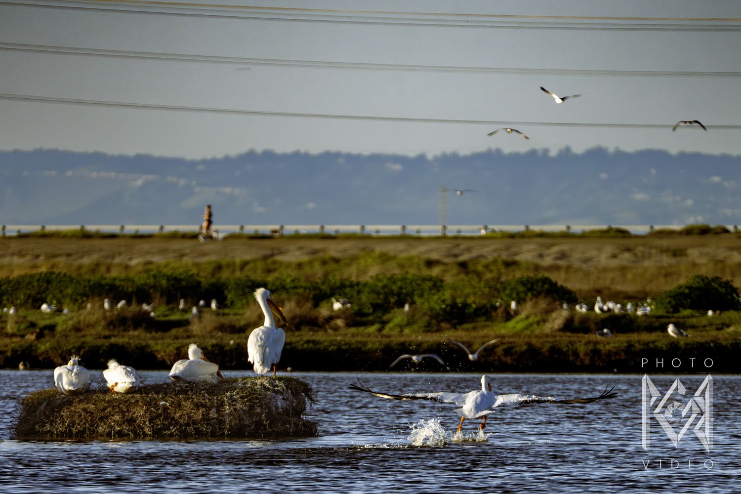 White pelicans resting on a grassy island in a marsh channel while one runs across the water to take off, gulls wheeling under the power lines