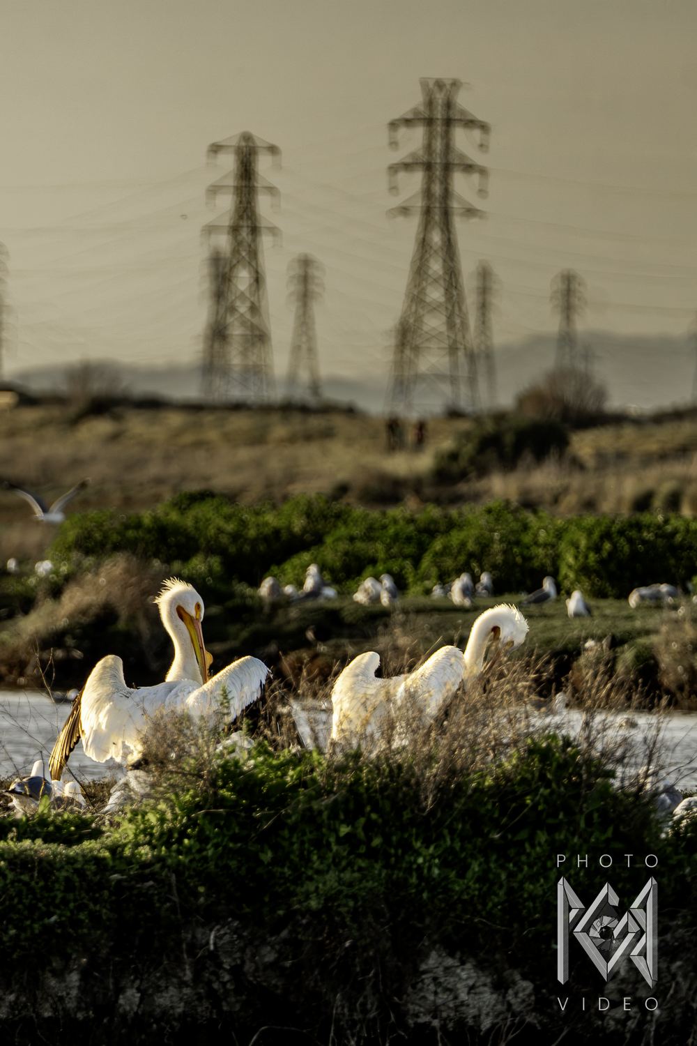 Two white pelicans preening on a green bank in warm light, a line of pylons fading into the haze behind them