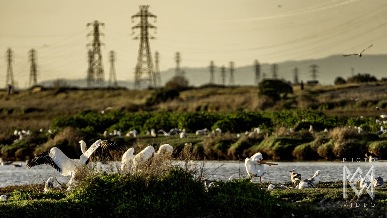 Pelicans preening along a marsh channel at golden hour, gulls scattered on the far bank beneath tall pylons