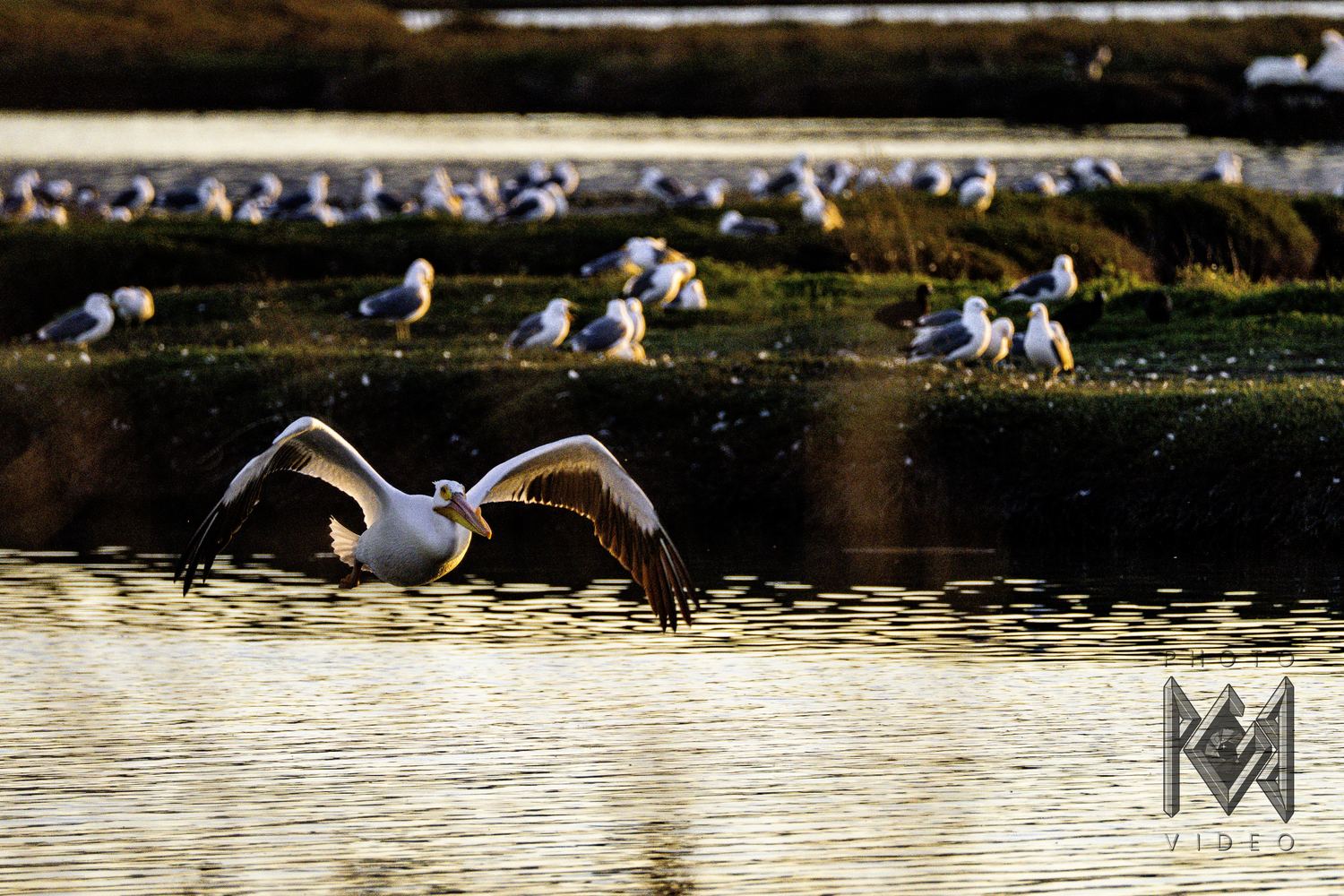 A gull landing on bright water with wings raised, more gulls resting along the marsh behind it