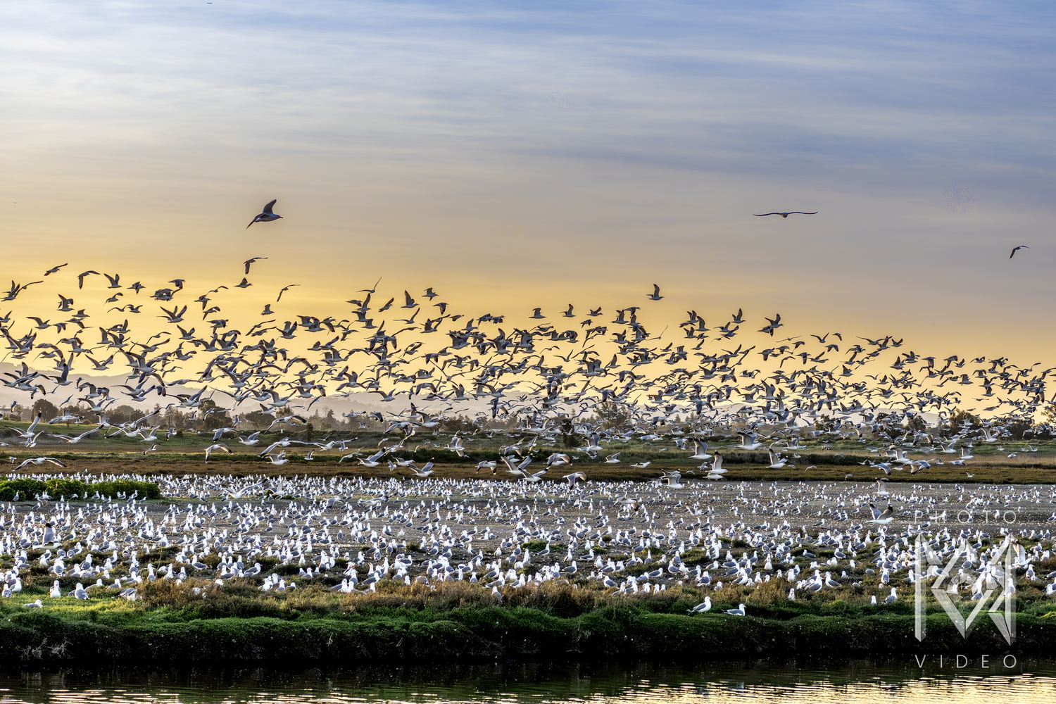 A vast flock of gulls lifting off a marsh into a pale evening sky