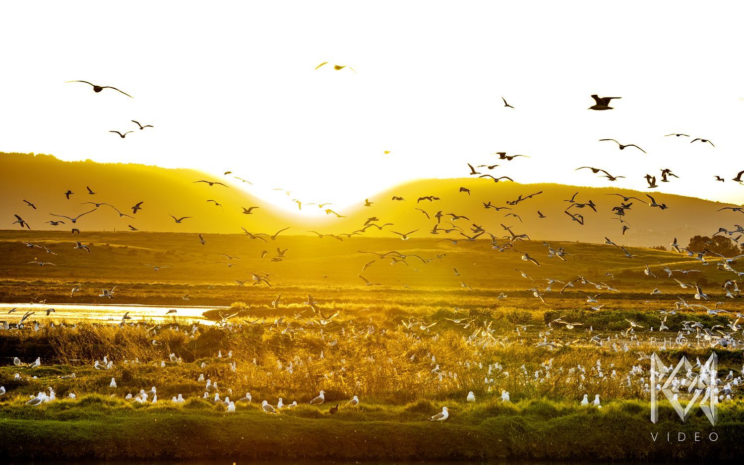 Hundreds of gulls rising from the marsh grass into a blaze of golden sunlight between the hills
