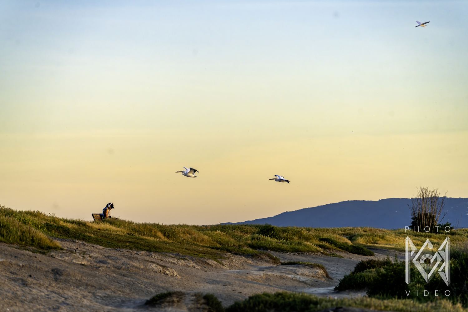 Two pelicans gliding over a grassy hilltop at dusk, a woman with headphones sitting on a bench below and blue hills beyond