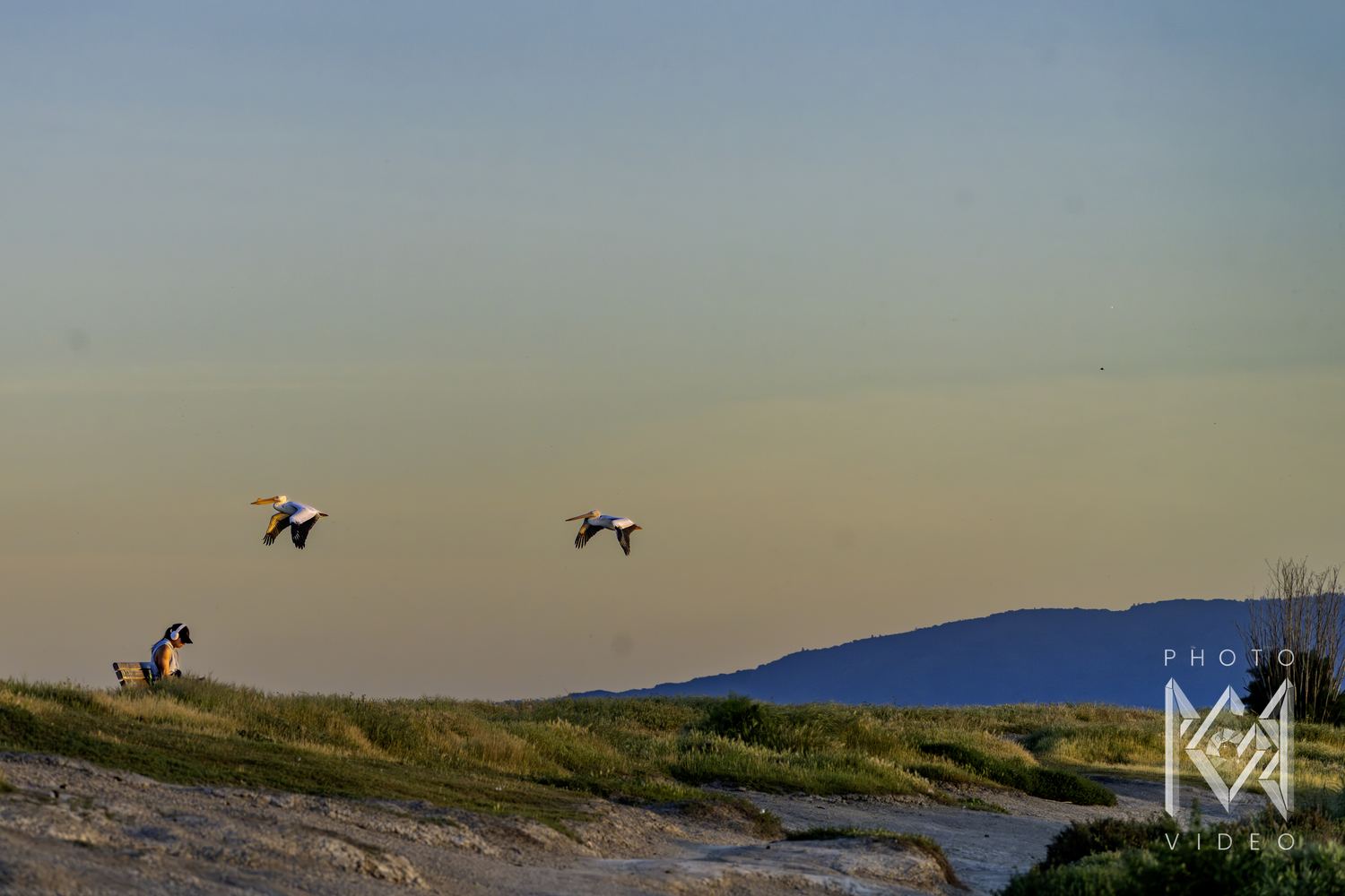 Two pelicans flying low over the hill at dusk past the woman on the bench, the bay’s far hills in blue