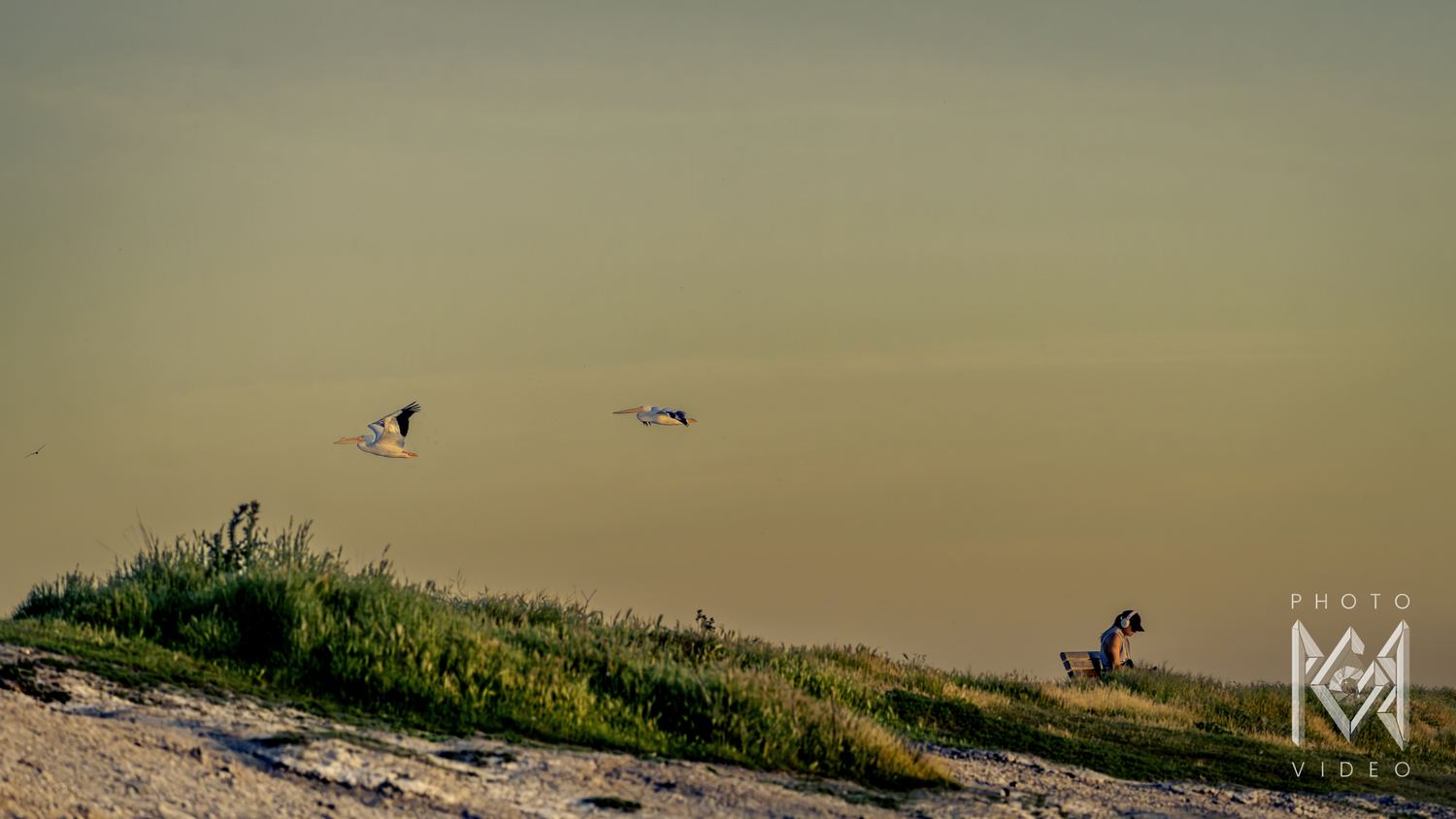 Two pelicans crossing a hazy olive sky above the grassy hill, the woman on the bench reading below