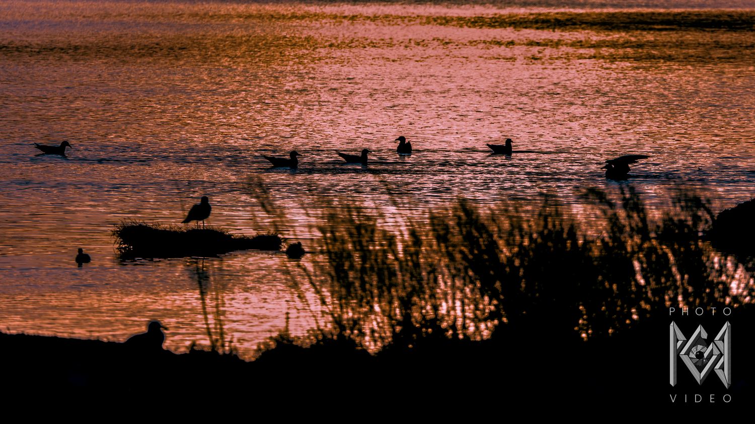 Gulls silhouetted on water glowing copper and rose at sunset, reeds dark in the foreground