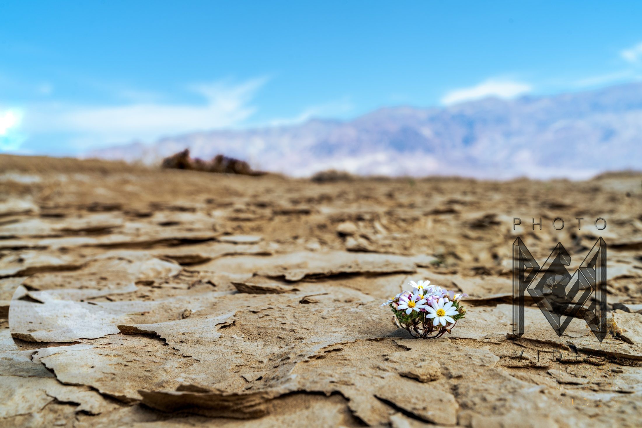 A single small white wildflower blooming from cracked, sun-baked desert mud under a blue sky