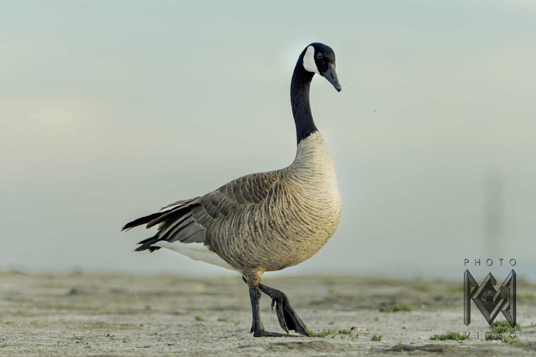 A Canada goose mid-stride across bare ground, one foot lifted, against a soft pale sky
