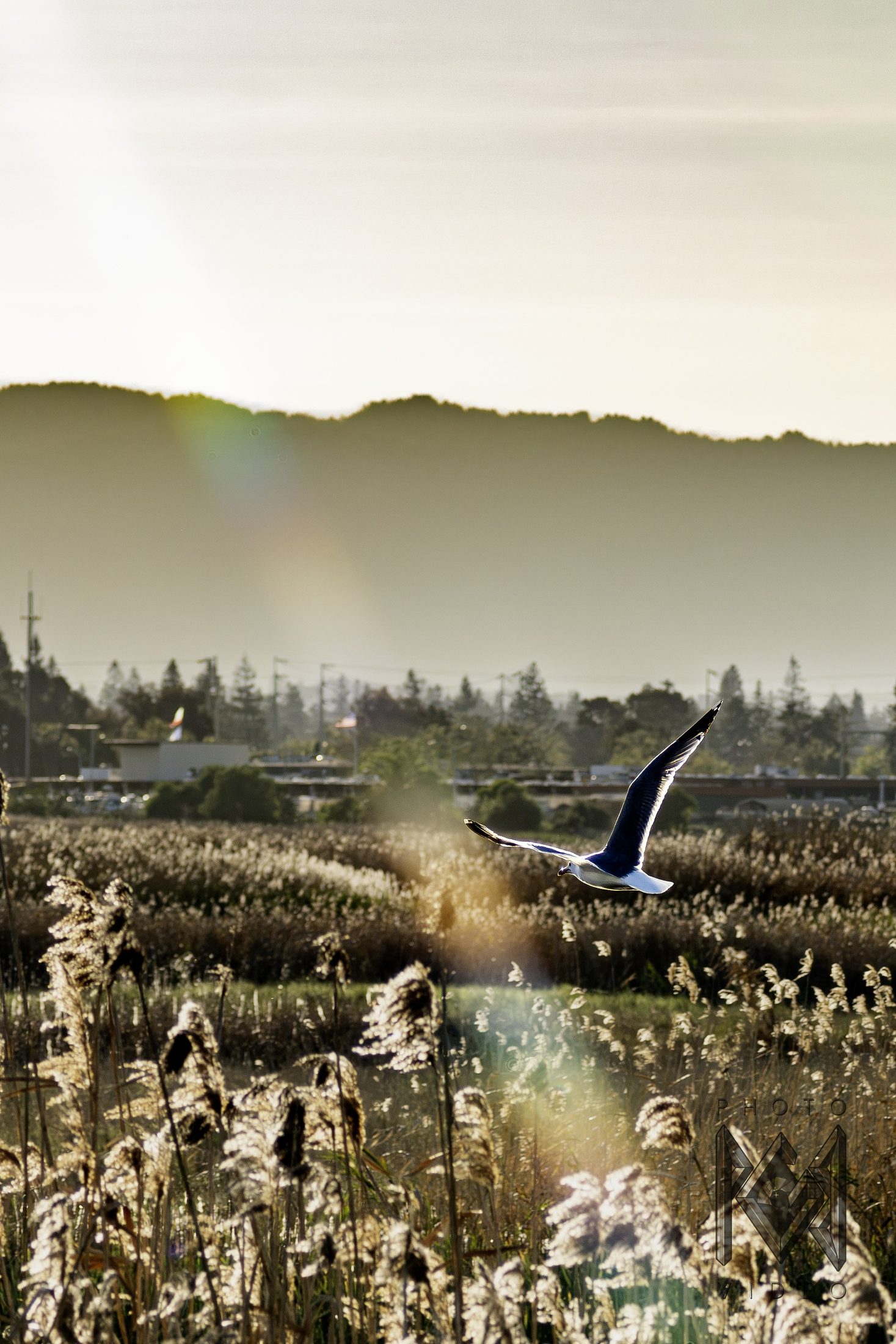 A gull gliding low over sunlit reeds, with hazy hills and a soft flare of light behind
