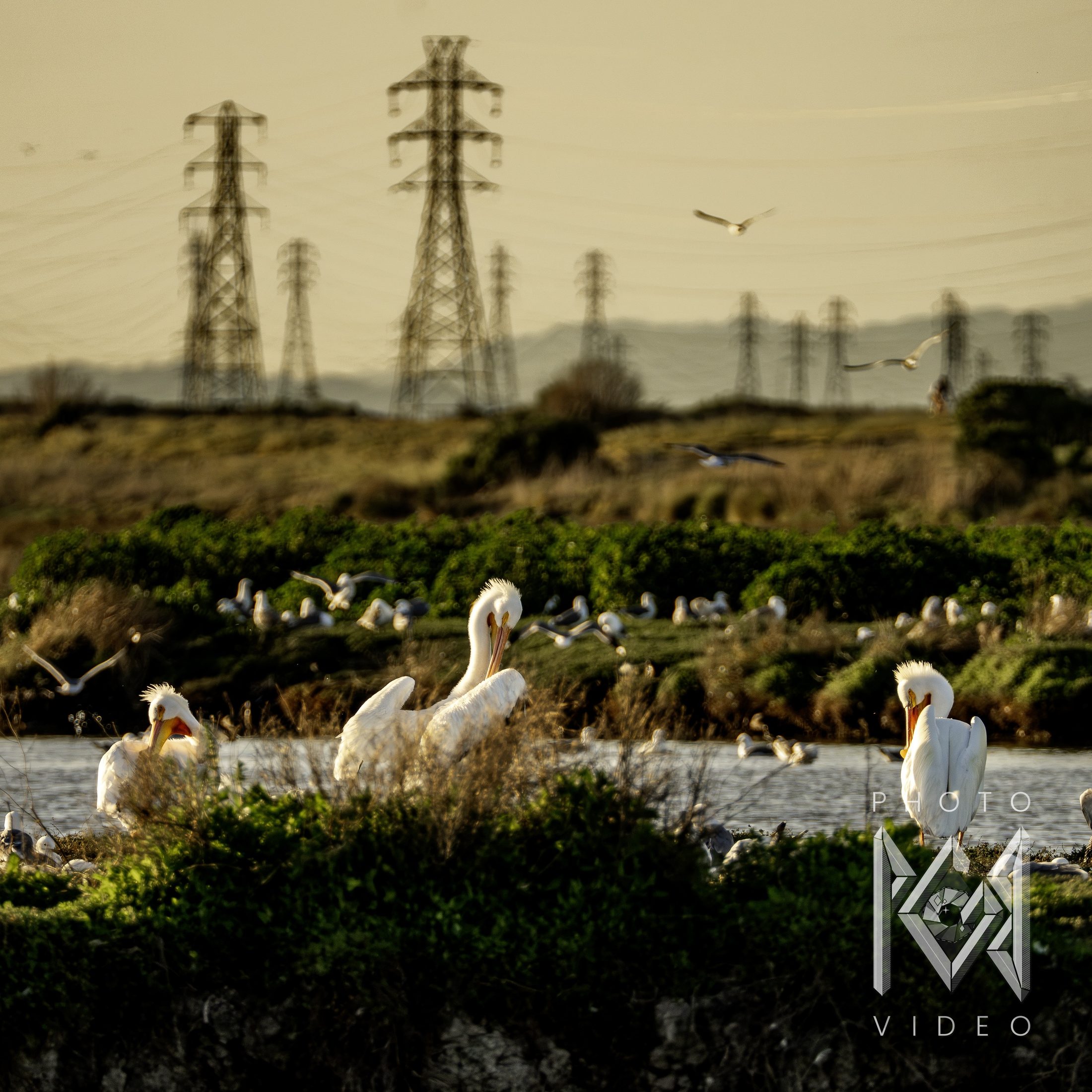 White pelicans and gulls gathered on a marsh bank under the power lines in golden light